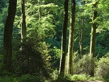 Grafenberger Wald II, Duesseldorf.jpg